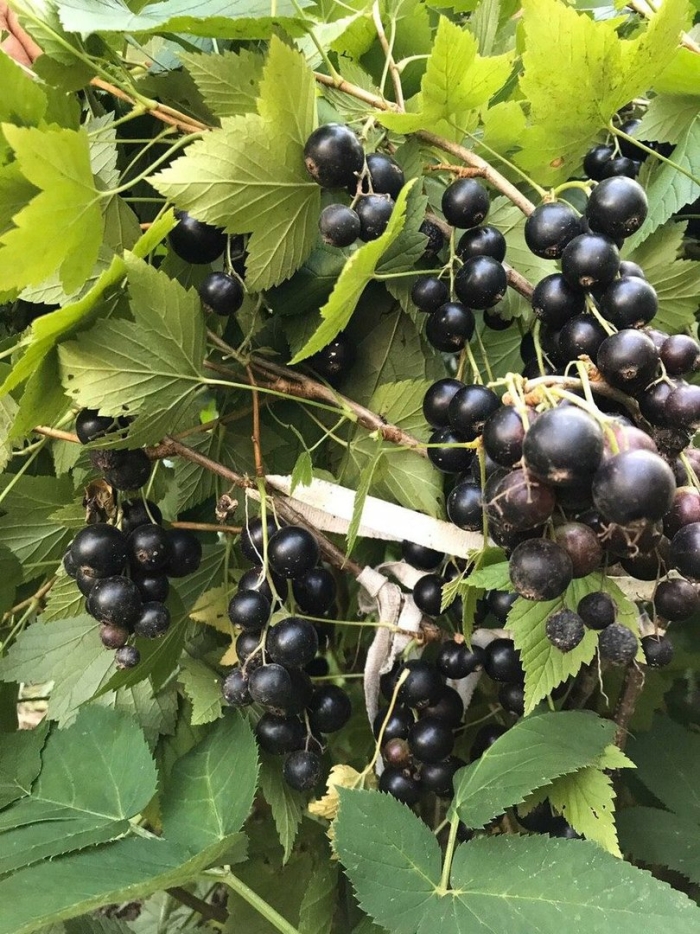 Смородина золотистая кишмишная