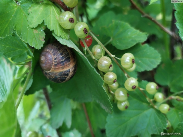 Виноградная улитка вредитель