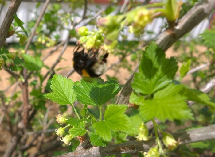Уход за смородиной весной
