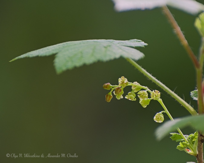 Красная смородина цветение