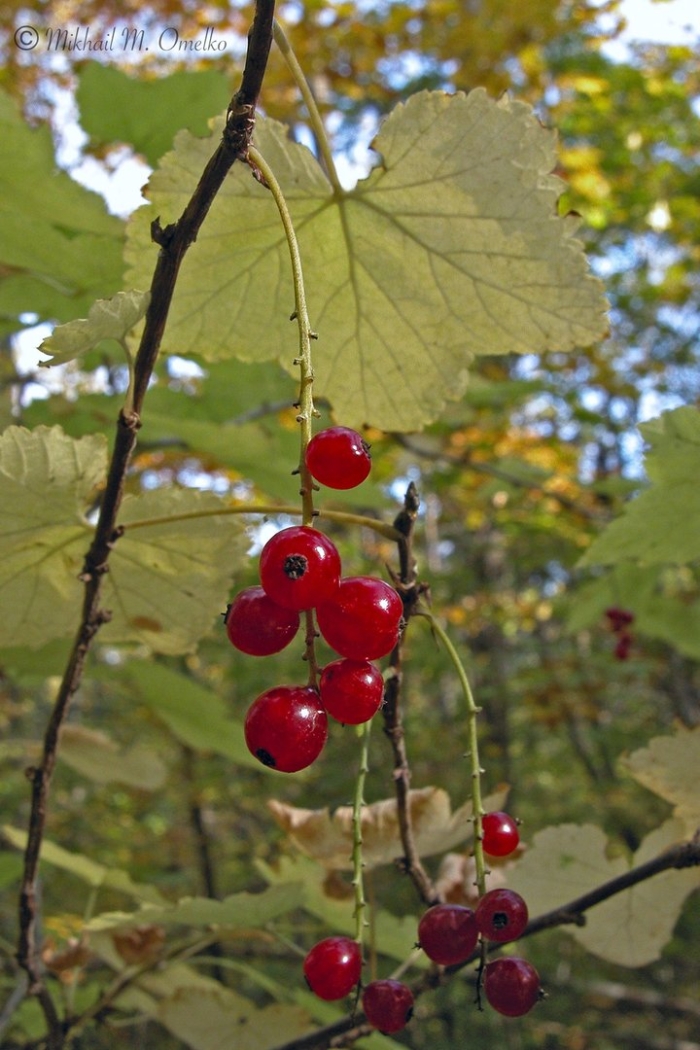 Смородина уссурийская
