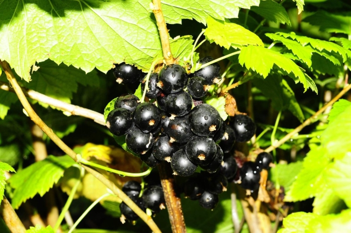 Смородина черная жемчужная