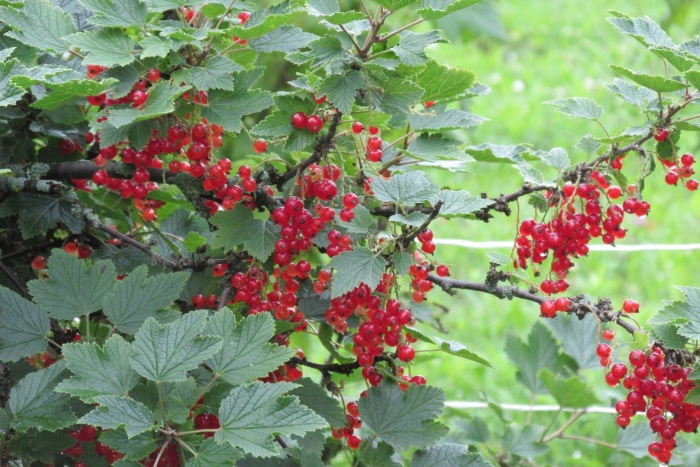 Смородина альпийская шмидт