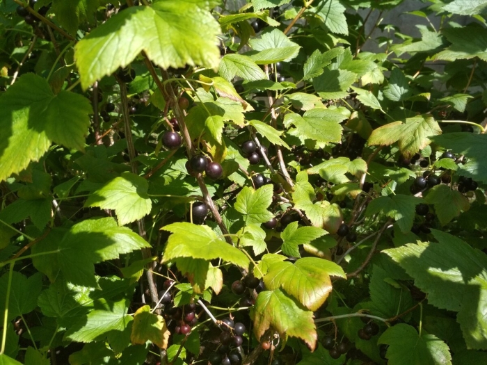 Черная смородина сорт ядреная