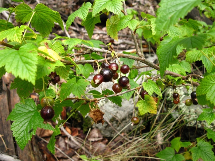 Смородина дикуша