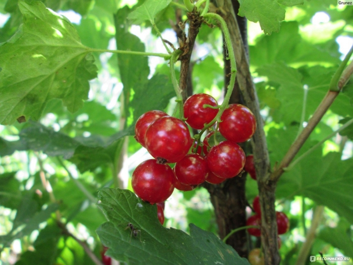 Сорт красной смородины ненаглядная