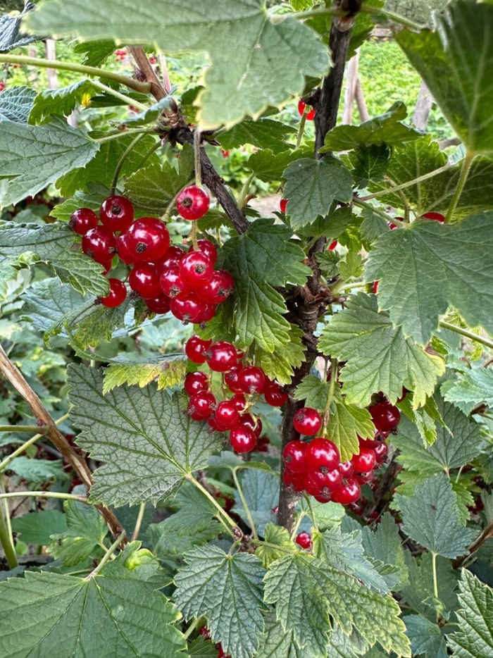 Смородина красная ненаглядная