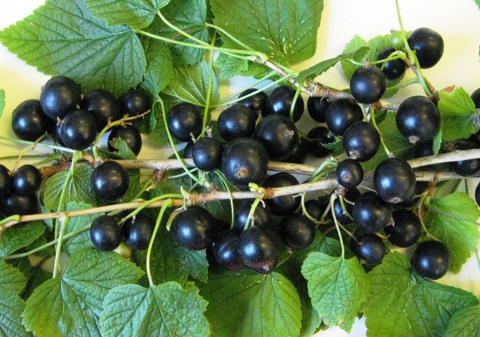 Смородина черная селеченская экстра