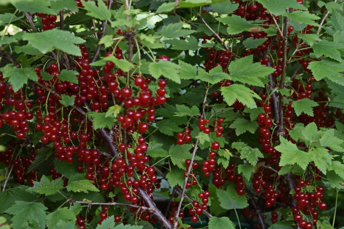 Куст красной смородины