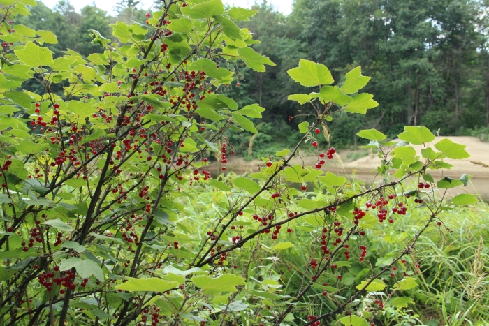 Лесная красная смородина