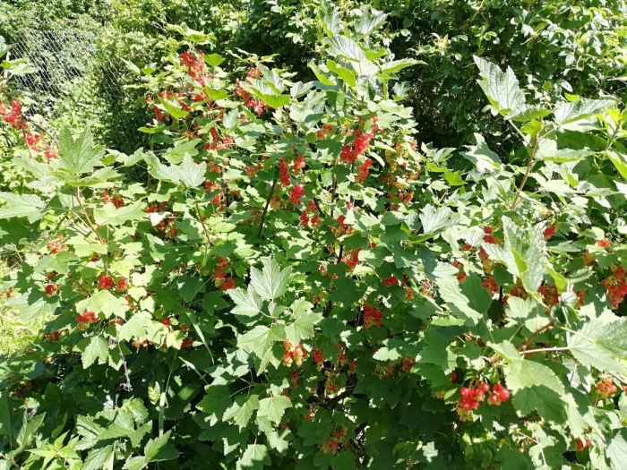 Смородина кроваво красная