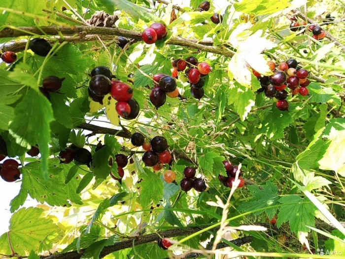 Смородина черная орловская серенада