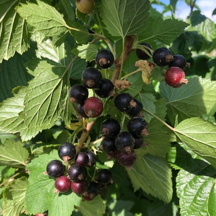 Смородина тамерлан