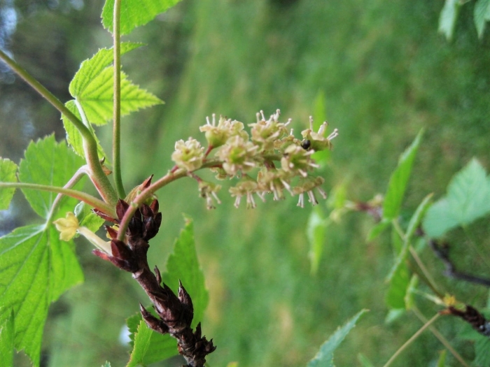 Смородина лист