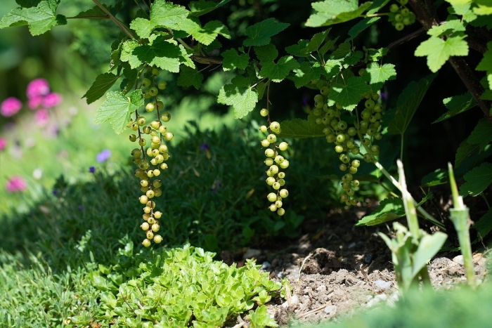 Смородина зеленоплодная изумрудное ожерелье