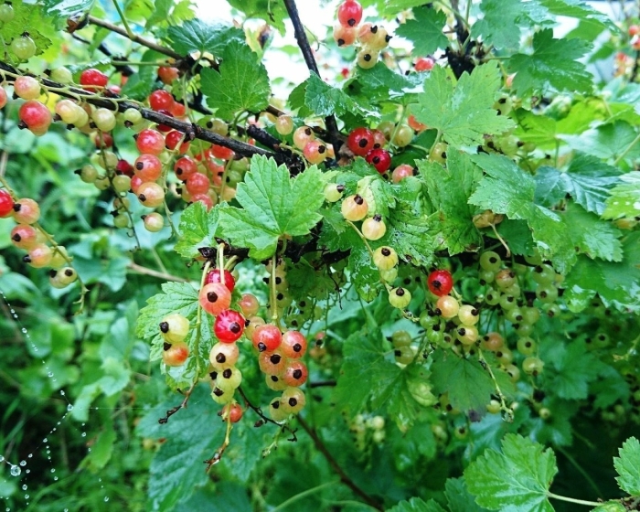 Неспелая красная смородина