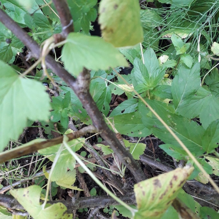 Одревесневшие черенки смородины