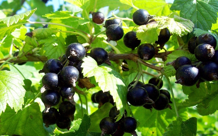 Черная смородина