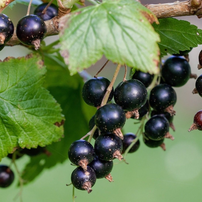 Смородина пигмей