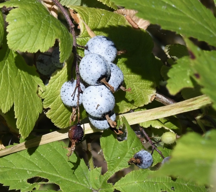 Смородина дикуша охта