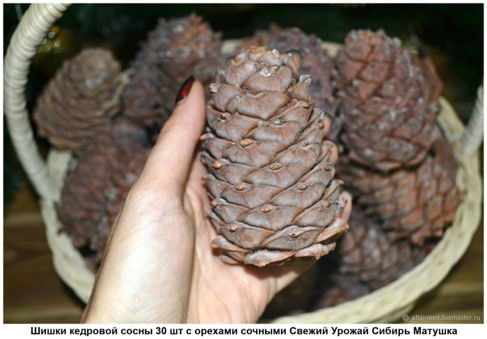Кедровая шишка в хмао 2022