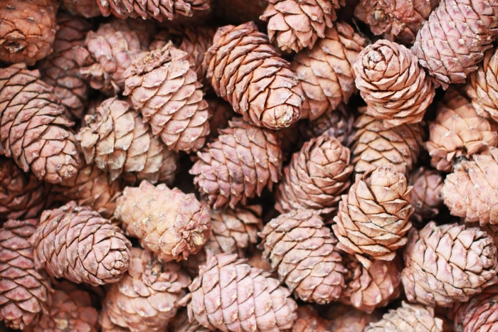 Шишка кедровая