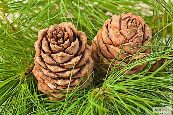 Сосна кедровая сибирская