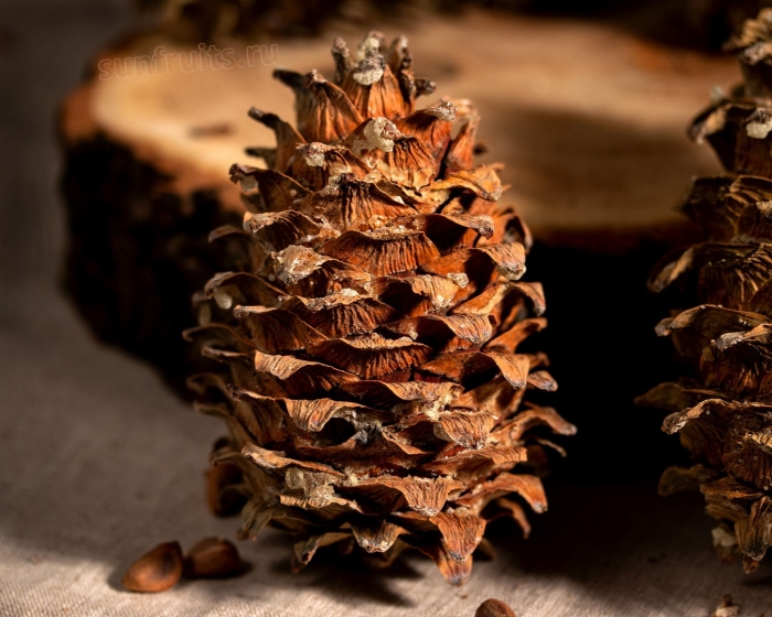 Дальневосточная кедровая шишка