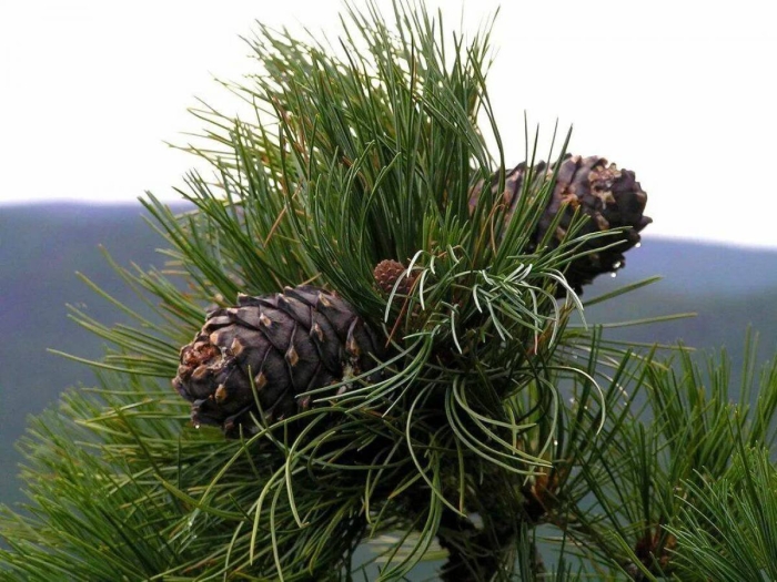 Гималайский кедр шишки