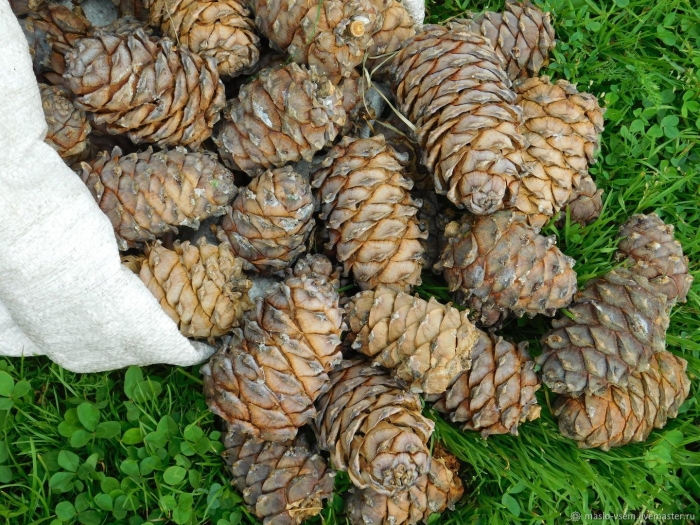 Шишки кедра