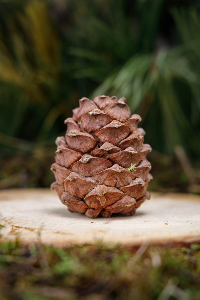 Кедровая шишка сибирский кедр