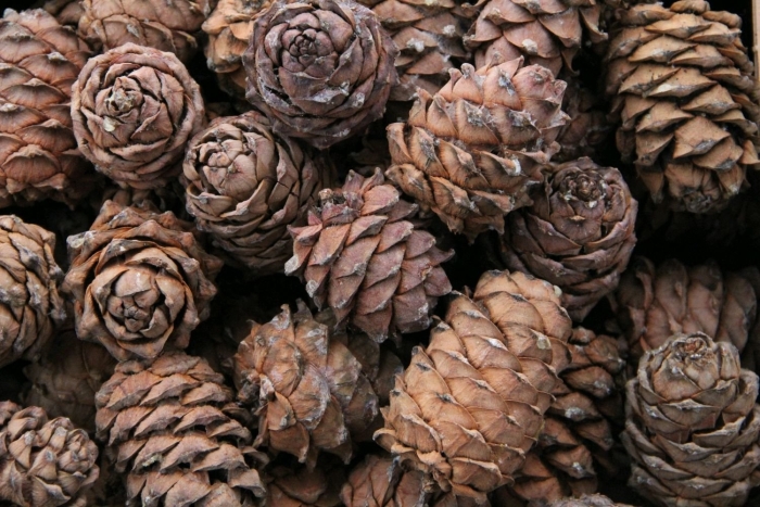 Кедр гималайский шишки