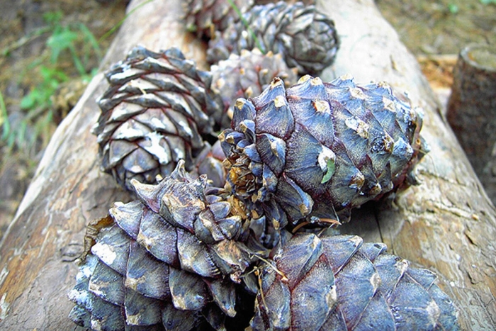 Шишки кедровые