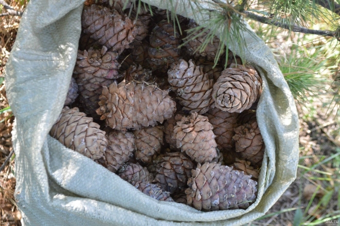 Кедровая шишка