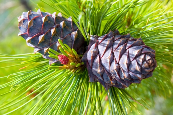 Кедр сибирский ветка