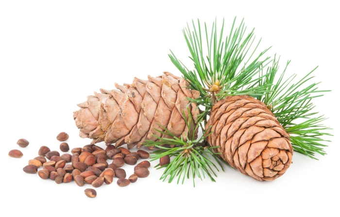 Ветка кедра