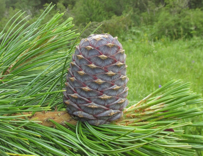 Сосна кедровая pinus sibirica