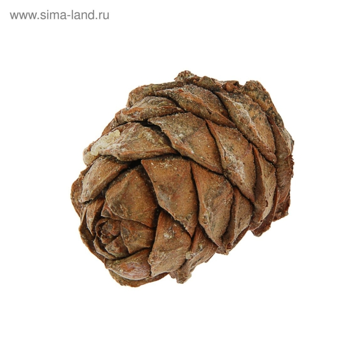 Кедровая сибирская отборная шишка