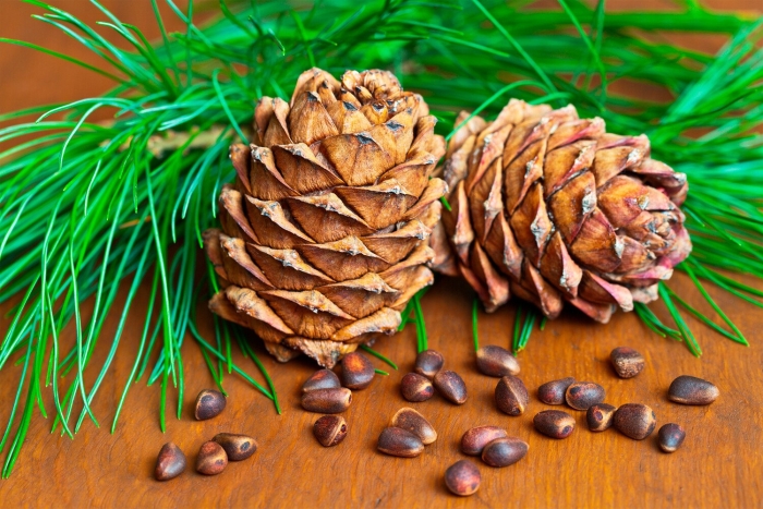 Сосна кедровая сибирская шишка
