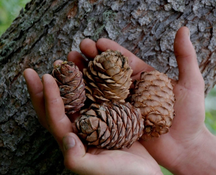Кедр атласский шишки