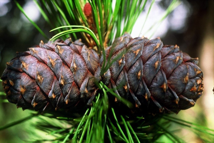 Сосна кедровая сибирская шишки