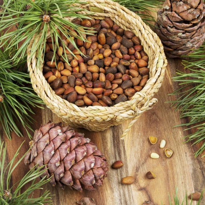 Кедр сибирский орехи