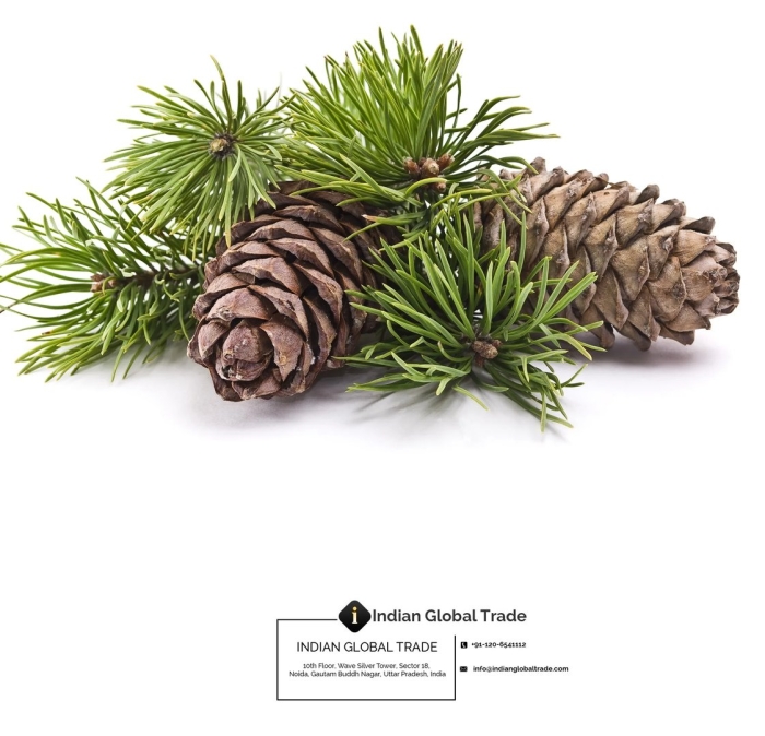 Сосна кедровая сибирская хвоя