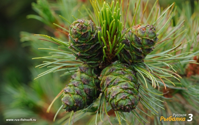 Сосна кедровый стланик. шишки