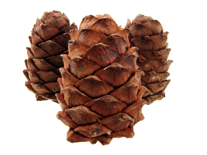 Кедровая сибирская отборная шишка