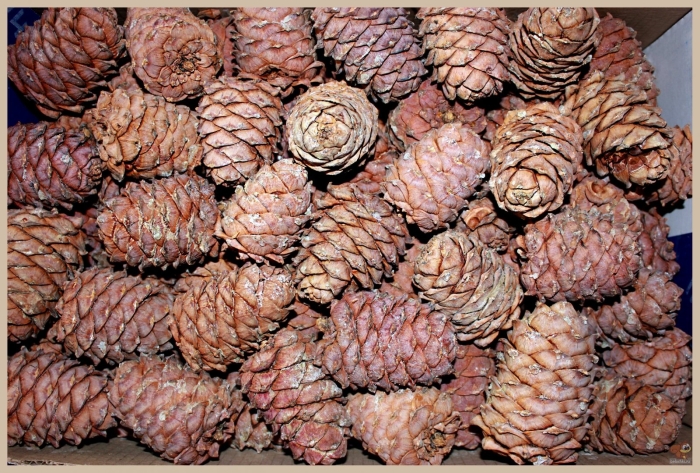 Шишки дальневосточного кедра