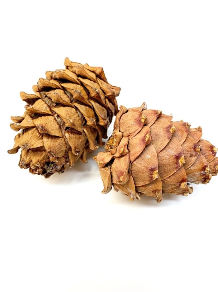 Кедр и кедровые шишки