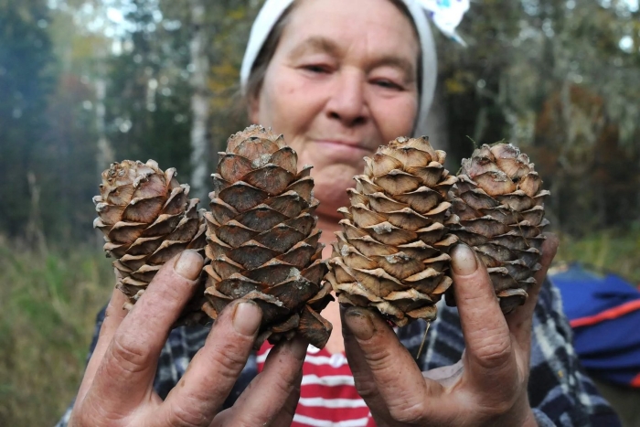 Шишка дальневосточного кедра