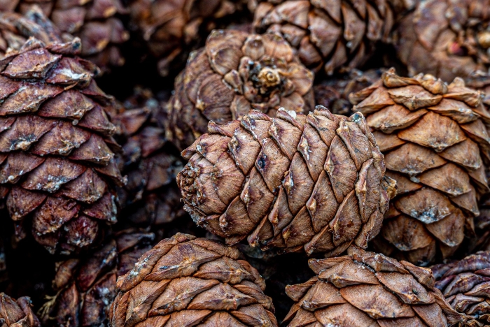 Шишка кедровая