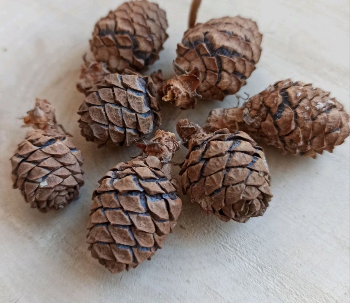 Шишка сосновая